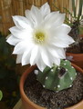 Easter Lily Cactus